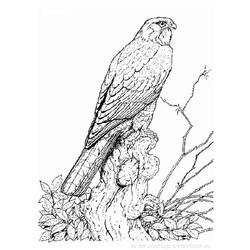 Раскраска: домашняя птица (Животные) #11935 - Бесплатные раскраски для печати