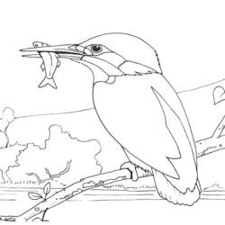 Раскраска: домашняя птица (Животные) #11939 - Бесплатные раскраски для печати