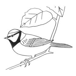 Раскраска: домашняя птица (Животные) #11960 - Раскраски для печати