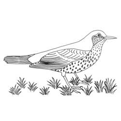 Раскраска: домашняя птица (Животные) #11973 - Раскраски для печати
