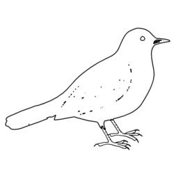 Раскраска: домашняя птица (Животные) #11977 - Раскраски для печати