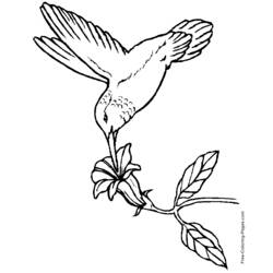 Раскраска: домашняя птица (Животные) #11994 - Бесплатные раскраски для печати