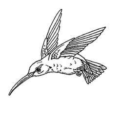 Раскраска: домашняя птица (Животные) #12001 - Бесплатные раскраски для печати