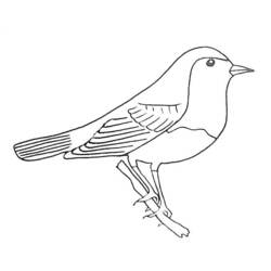 Раскраска: домашняя птица (Животные) #12021 - Раскраски для печати