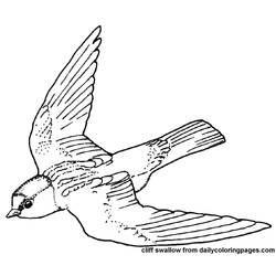 Раскраска: домашняя птица (Животные) #12029 - Бесплатные раскраски для печати