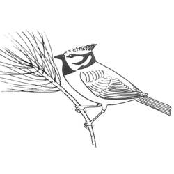 Раскраска: домашняя птица (Животные) #12048 - Бесплатные раскраски для печати