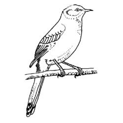 Раскраска: домашняя птица (Животные) #12060 - Бесплатные раскраски для печати
