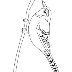 Раскраска: домашняя птица (Животные) #12063 - Бесплатные раскраски для печати