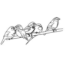 Раскраска: домашняя птица (Животные) #12076 - Бесплатные раскраски для печати
