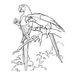 Раскраска: домашняя птица (Животные) #12104 - Бесплатные раскраски для печати