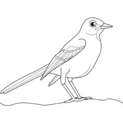 Раскраска: домашняя птица (Животные) #12131 - Бесплатные раскраски для печати