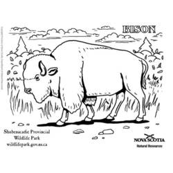 Раскраска: бизон (Животные) #1202 - Раскраски для печати
