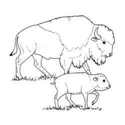 Раскраска: бизон (Животные) #1205 - Раскраски для печати