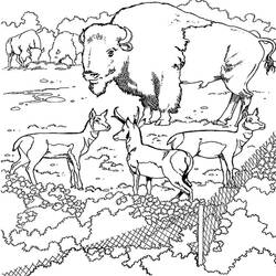 Раскраска: бизон (Животные) #1209 - Раскраски для печати