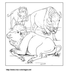Раскраска: бизон (Животные) #1212 - Раскраски для печати
