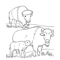 Раскраска: бизон (Животные) #1234 - Раскраски для печати