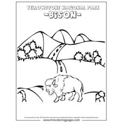 Раскраска: бизон (Животные) #1239 - Раскраски для печати