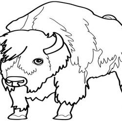 Раскраска: бизон (Животные) #1252 - Раскраски для печати
