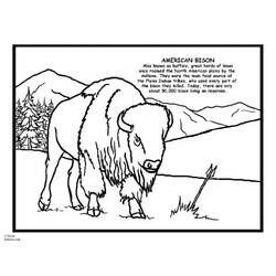 Раскраска: бизон (Животные) #1257 - Раскраски для печати