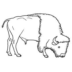 Раскраска: бизон (Животные) #1282 - Раскраски для печати