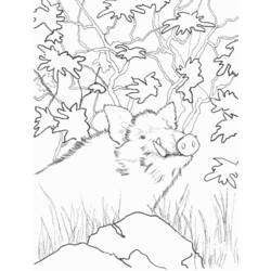 Раскраска: боров (Животные) #14661 - Раскраски для печати