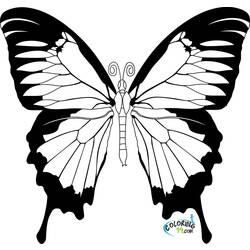 Раскраска: бабочка (Животные) #15664 - Раскраски для печати