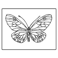 Раскраска: бабочка (Животные) #15669 - Бесплатные раскраски для печати