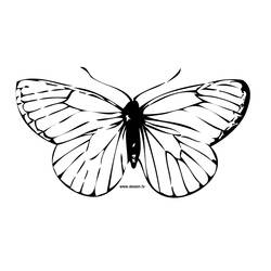 Раскраска: бабочка (Животные) #15675 - Раскраски для печати