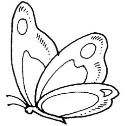 Раскраска: бабочка (Животные) #15685 - Бесплатные раскраски для печати