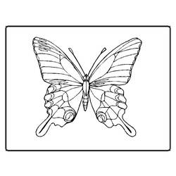 Раскраска: бабочка (Животные) #15694 - Бесплатные раскраски для печати