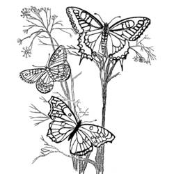 Раскраска: бабочка (Животные) #15716 - Бесплатные раскраски для печати