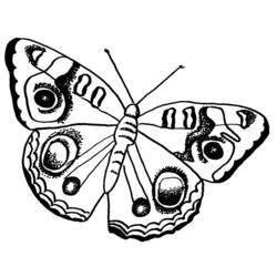 Раскраска: бабочка (Животные) #15718 - Бесплатные раскраски для печати