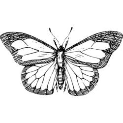 Раскраска: бабочка (Животные) #15761 - Бесплатные раскраски для печати