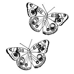 Раскраска: бабочка (Животные) #15764 - Бесплатные раскраски для печати