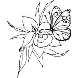 Раскраска: бабочка (Животные) #15790 - Бесплатные раскраски для печати