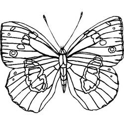 Раскраска: бабочка (Животные) #15814 - Бесплатные раскраски для печати