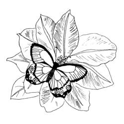 Раскраска: бабочка (Животные) #15815 - Бесплатные раскраски для печати