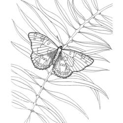 Раскраска: бабочка (Животные) #15841 - Бесплатные раскраски для печати