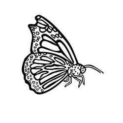 Раскраска: бабочка (Животные) #15852 - Раскраски для печати