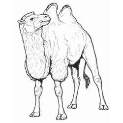 Раскраска: верблюд (Животные) #1665 - Раскраски для печати