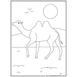 Раскраска: верблюд (Животные) #1672 - Раскраски для печати