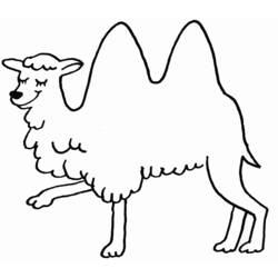 Раскраска: верблюд (Животные) #1675 - Раскраски для печати