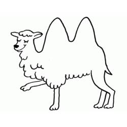 Раскраска: верблюд (Животные) #1683 - Раскраски для печати