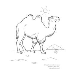 Раскраска: верблюд (Животные) #1686 - Раскраски для печати