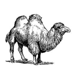 Раскраска: верблюд (Животные) #1702 - Раскраски для печати