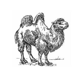Раскраска: верблюд (Животные) #1707 - Раскраски для печати