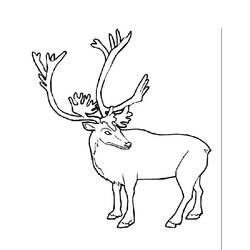 Раскраска: карибу (Животные) #1541 - Раскраски для печати
