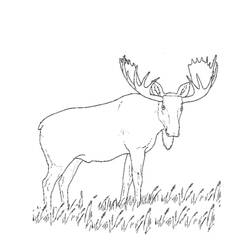 Раскраска: карибу (Животные) #1546 - Раскраски для печати