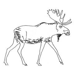 Раскраска: карибу (Животные) #1553 - Раскраски для печати