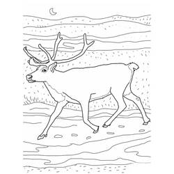 Раскраска: карибу (Животные) #1559 - Раскраски для печати